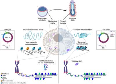 A Tale of Two States: Pluripotency Regulation of Telomeres